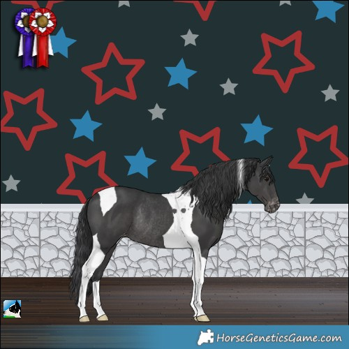 Horse Color:Black Tobiano Appaloosa Rabicano 