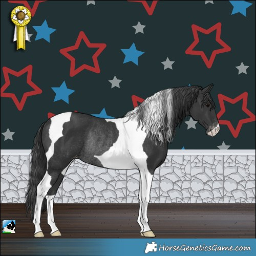 Horse Color:Black Tobiano Appaloosa Rabicano