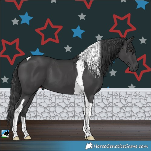 Horse Color:Black Tobiano