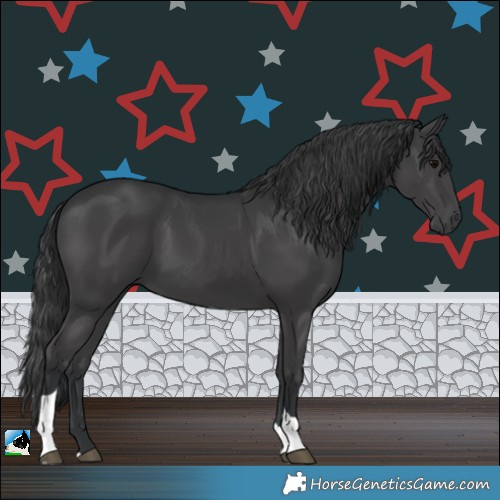 Horse Color:Black Tobiano 