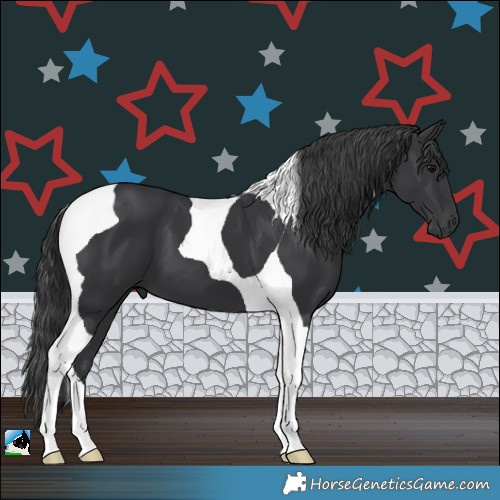 Horse Color:Black Tobiano