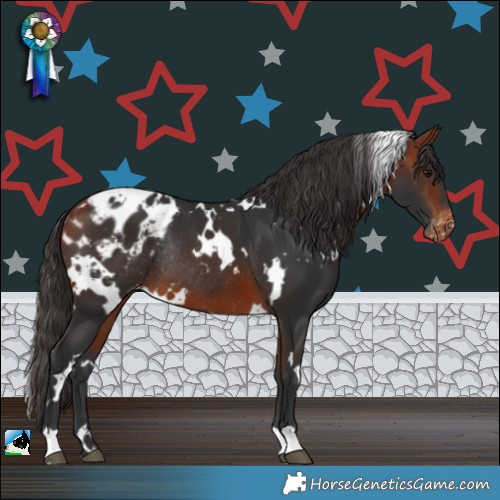 Horse Color:White Spotted Bay Appaloosa Rabicano 