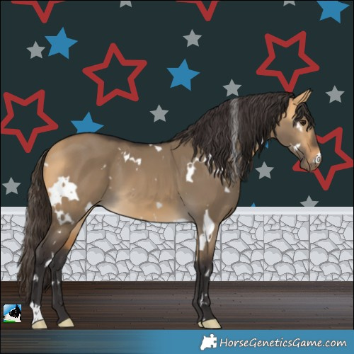 Horse Color:White Spotted Buckskin Dun