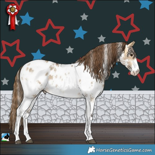 Horse Color:Buckskin Dun Sabino Appaloosa Rabicano