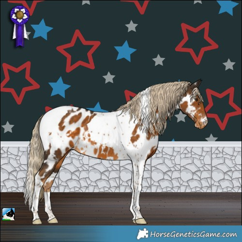 Horse Color:White Spotted Chocolate Palomino Tobiano Appaloosa Rabicano 