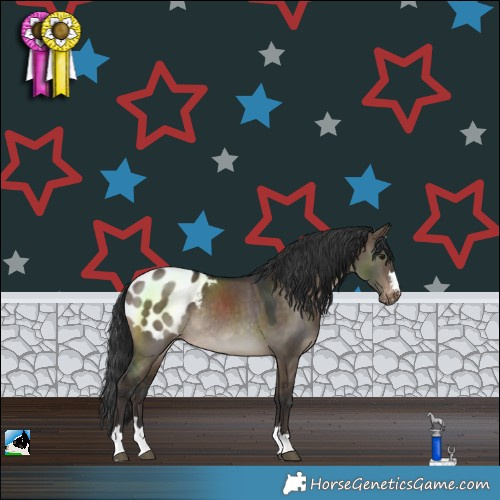 Horse Color:Brown Dun Blanket Rabicano