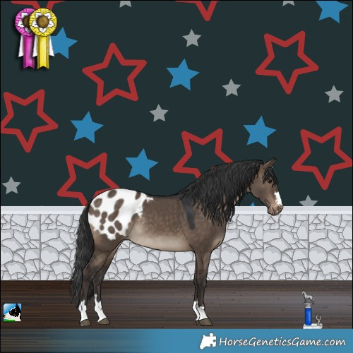 Horse Color:Brown Dun Appaloosa Rabicano