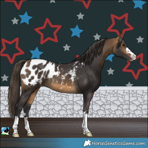 Horse Color:Buckskin Appaloosa 