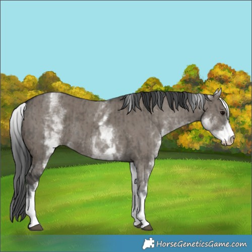 Horse Color:White Spotted Grullo Rabicano and White Spotted Grullo Rabicano