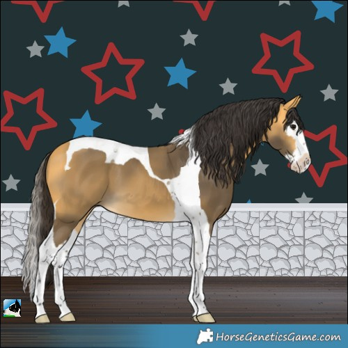 Horse Color:Buckskin Splash Tobiano