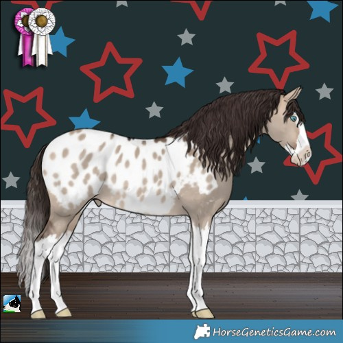 Horse Color:Bay Dun Splash Appaloosa