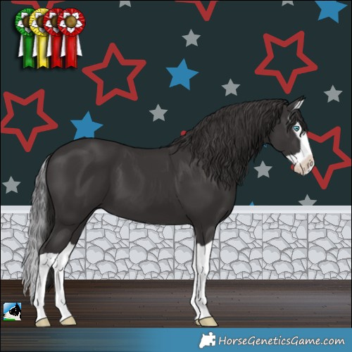 Horse Color:Smoky Black Splash 