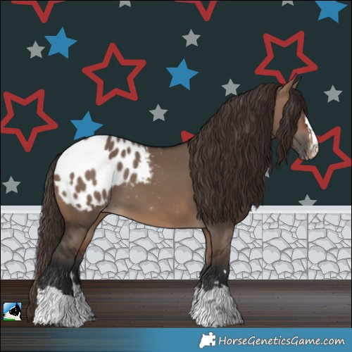 Horse Color:Brown Dun Appaloosa