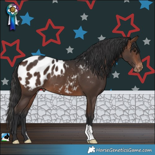 Horse Color:Brown Appaloosa 