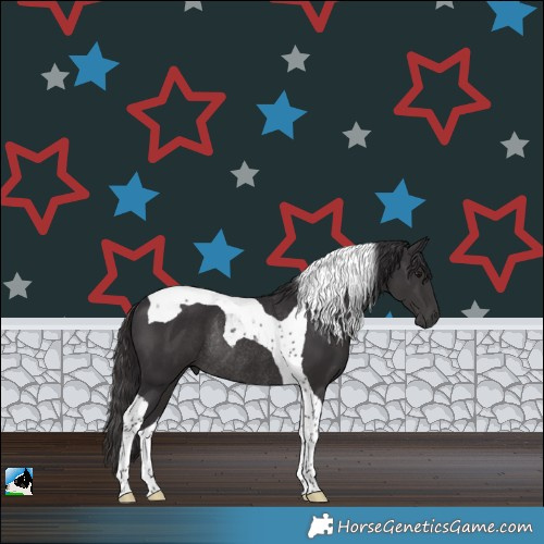 Horse Color:Smoky Black Tobiano Rabicano