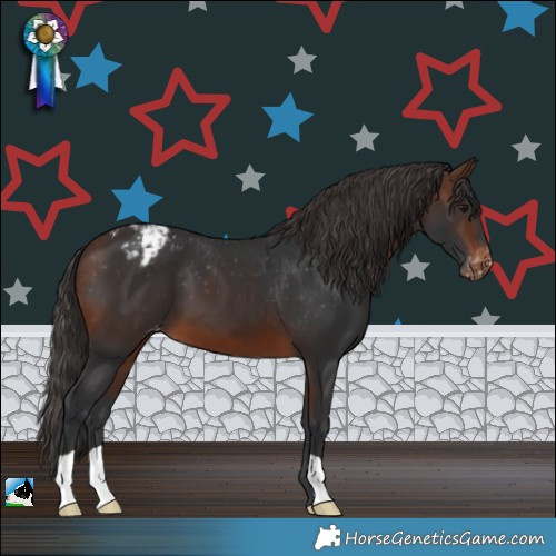 Horse Color:Brown Appaloosa 