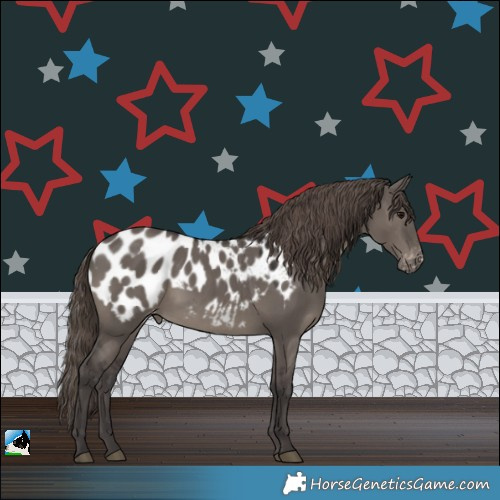 Horse Color:Smoky Grullo Appaloosa Rabicano 