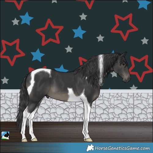 Horse Color:Black Tobiano