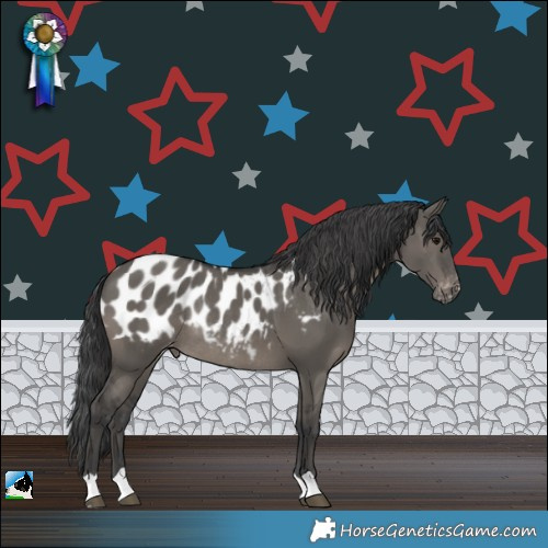 Horse Color:Grullo Appaloosa Rabicano