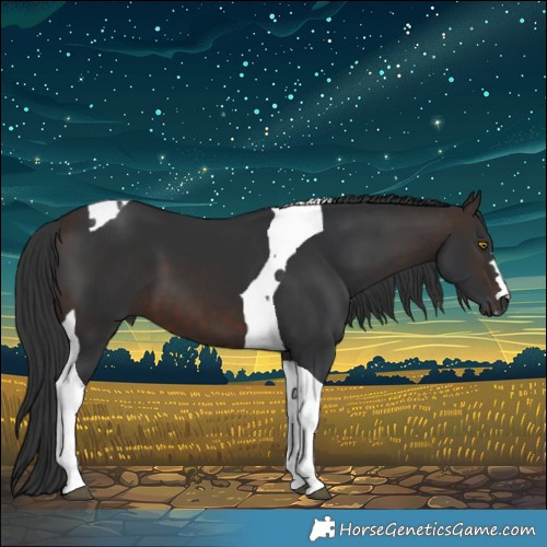 Horse Color:Brown Tobiano 