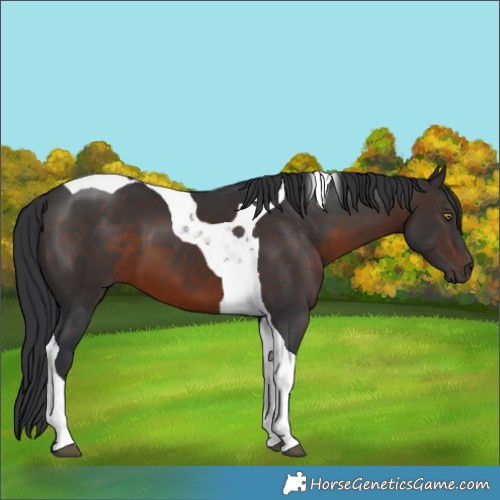 Horse Color:Brown Tobiano 