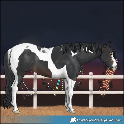 Horse Color:Brown Tobiano 