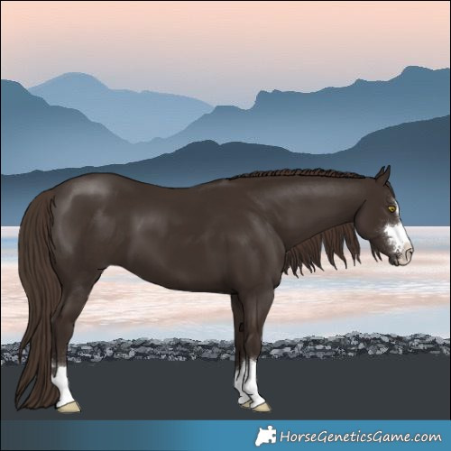 Horse Color:Liver Chestnut 