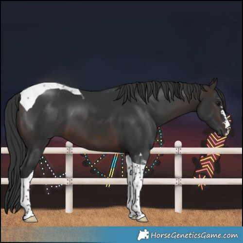 Horse Color:Brown Tobiano 