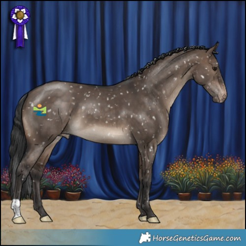 Horse Color:Brown Dun Appaloosa 