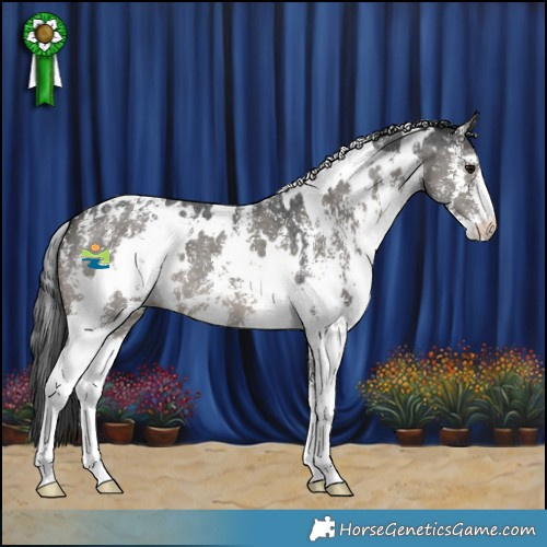 Horse Color:White Spotted Grullo Sabino Appaloosa