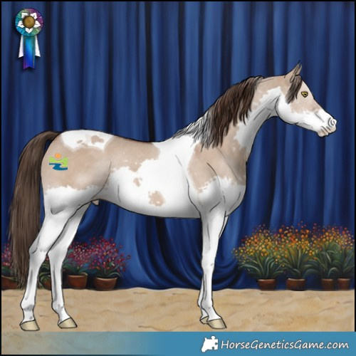 Horse Color:Liver Red Dun Splash Tobiano Appaloosa