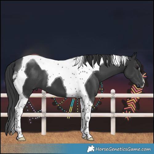 Horse Color:Black Tobiano 