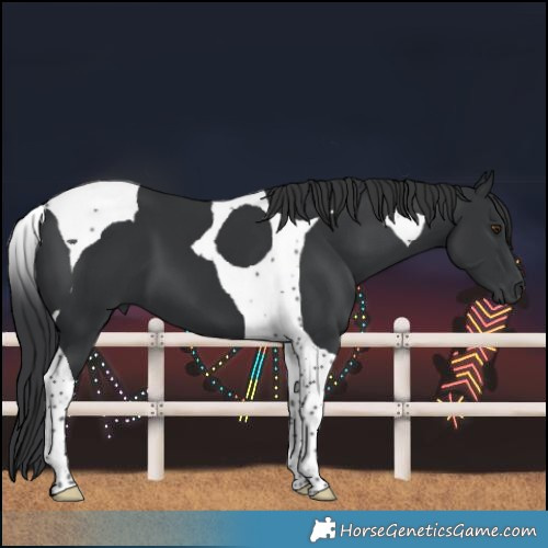Horse Color:Black Tobiano 