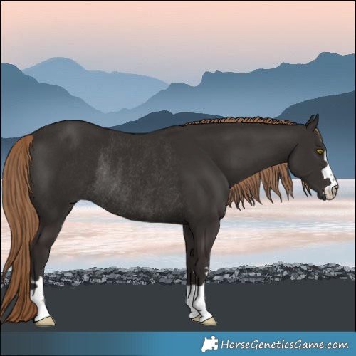 Horse Color:Liver Chestnut Rabicano 