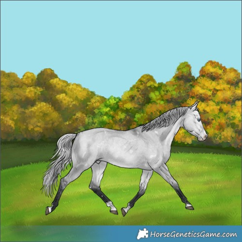 Horse Color:White Spotted Silver Bay Chinchilla Dun Splash