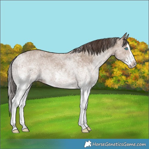 Horse Color:White Spotted Classic Champagne Splash 