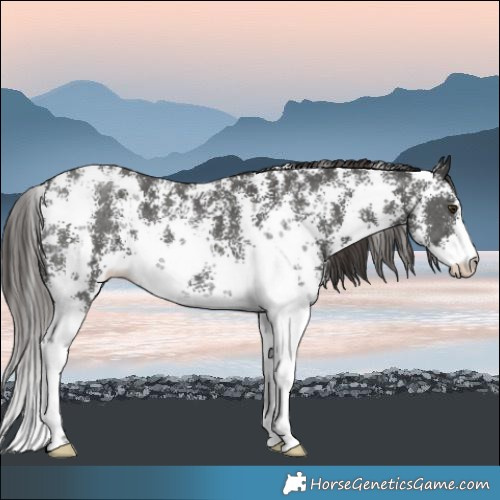Horse Color:Liver Chestnut Sabino Varnish 