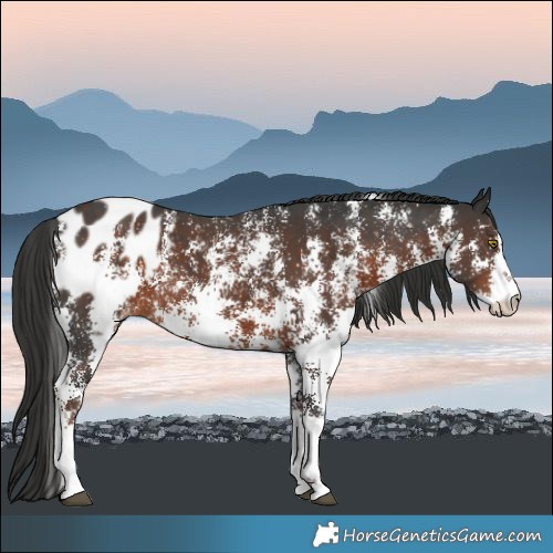 Horse Color:Liver Chestnut Sabino Blanket 
