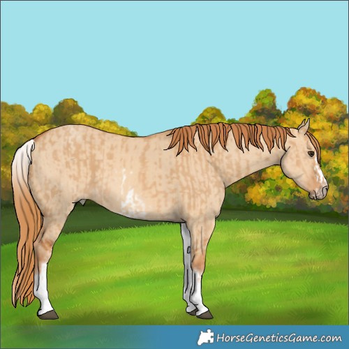 Horse Color:White Spotted Red Dun Rabicano  and White Spotted Red Dun Splash Rabicano 