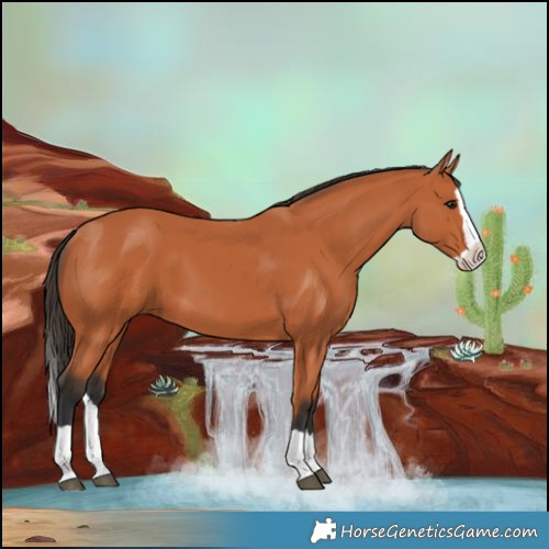 Horse Color:Bay Splash