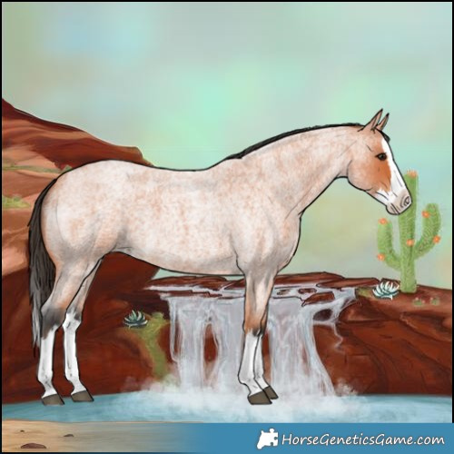 Horse Color:Bay Roan Splash