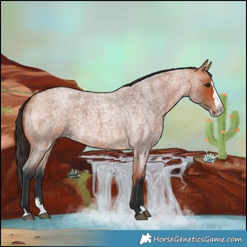 Horse Color:Bay Roan Splash 