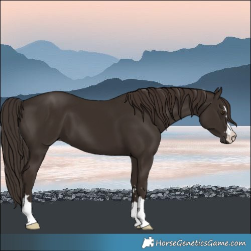 Horse Color:Liver Chestnut 