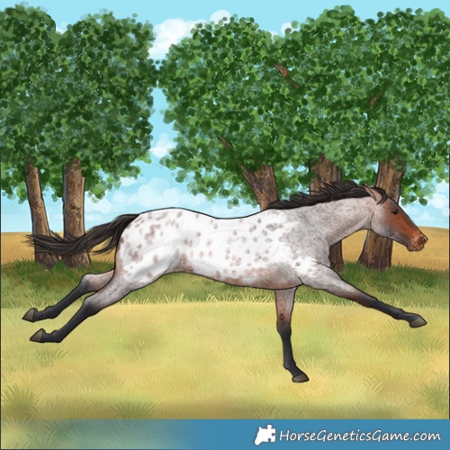 Horse Color:Bay Roan Blanket 