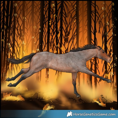 Horse Color:Bay Roan Varnish 