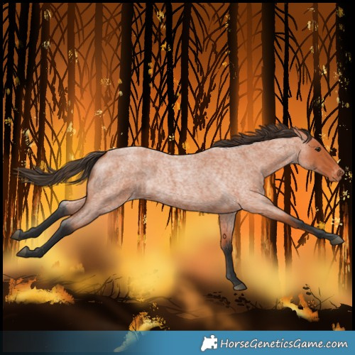 Horse Color:Bay Roan Varnish 