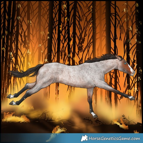 Horse Color:Bay Roan Splash