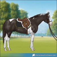 Horse Color:Liver Chestnut Splash Tobiano 