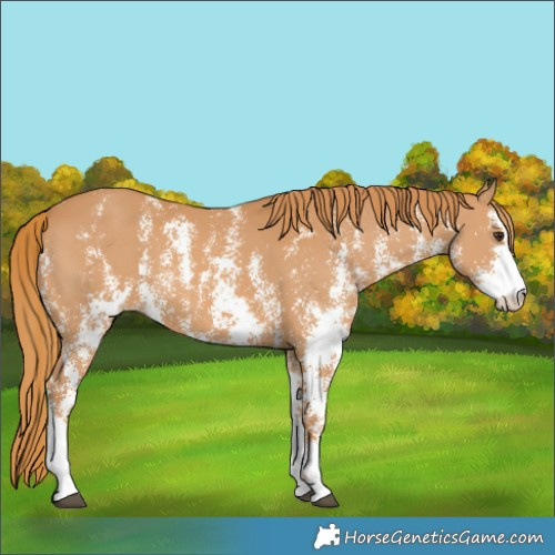Horse Color:Chestnut Sabino