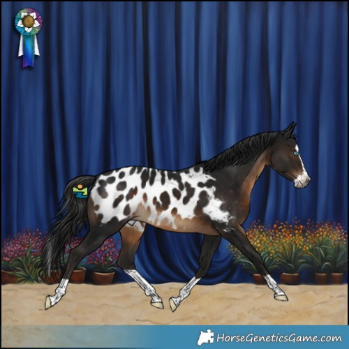 Horse Color:Gray Brown Splash Appaloosa
